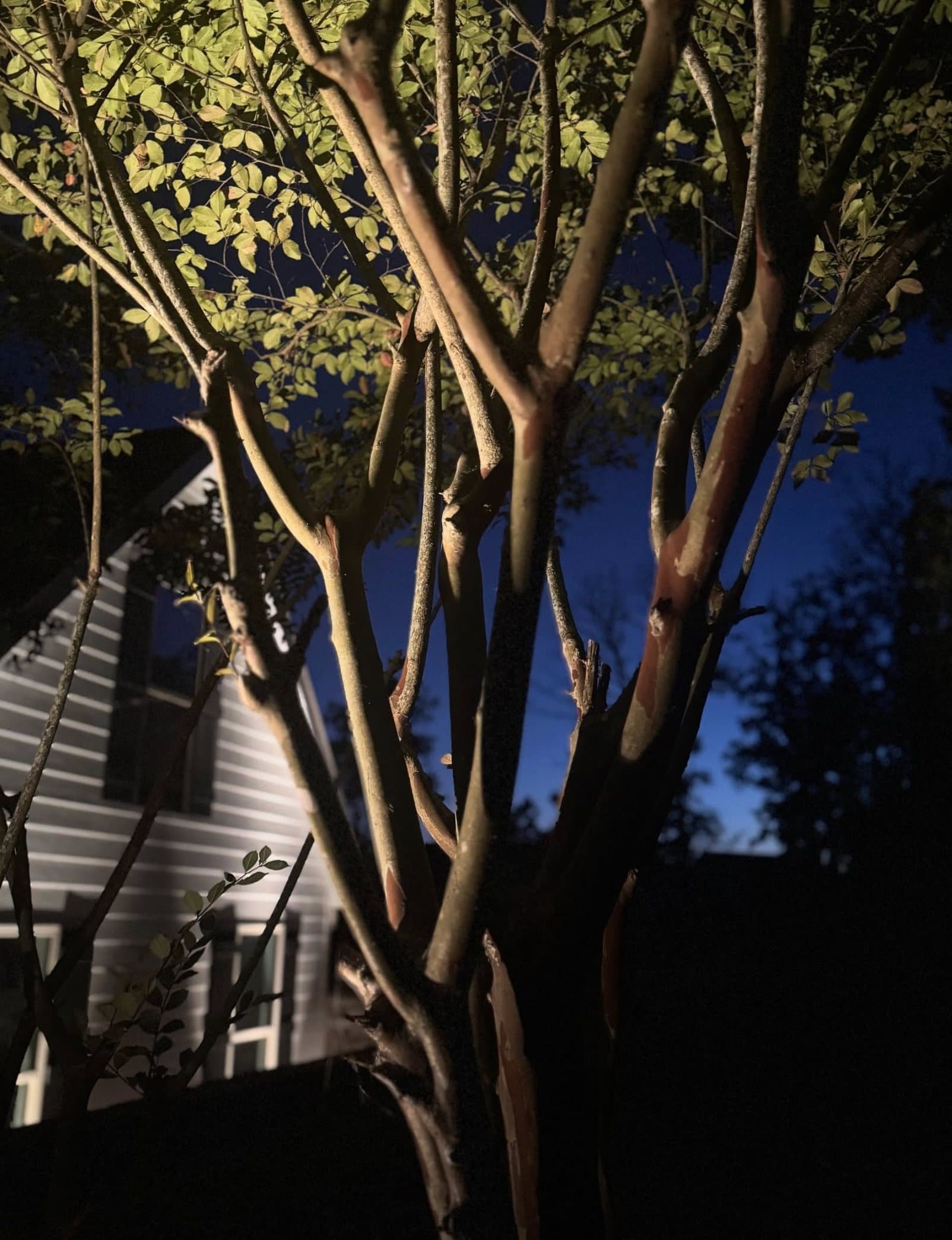 Multi-trunk tree with detailed uplighting