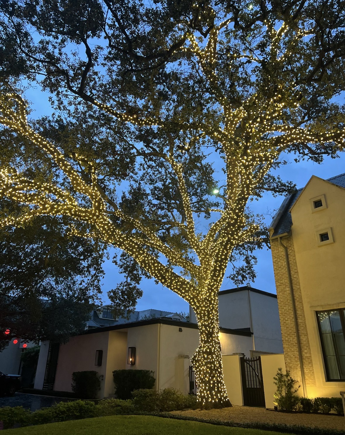 Tree lighting installation