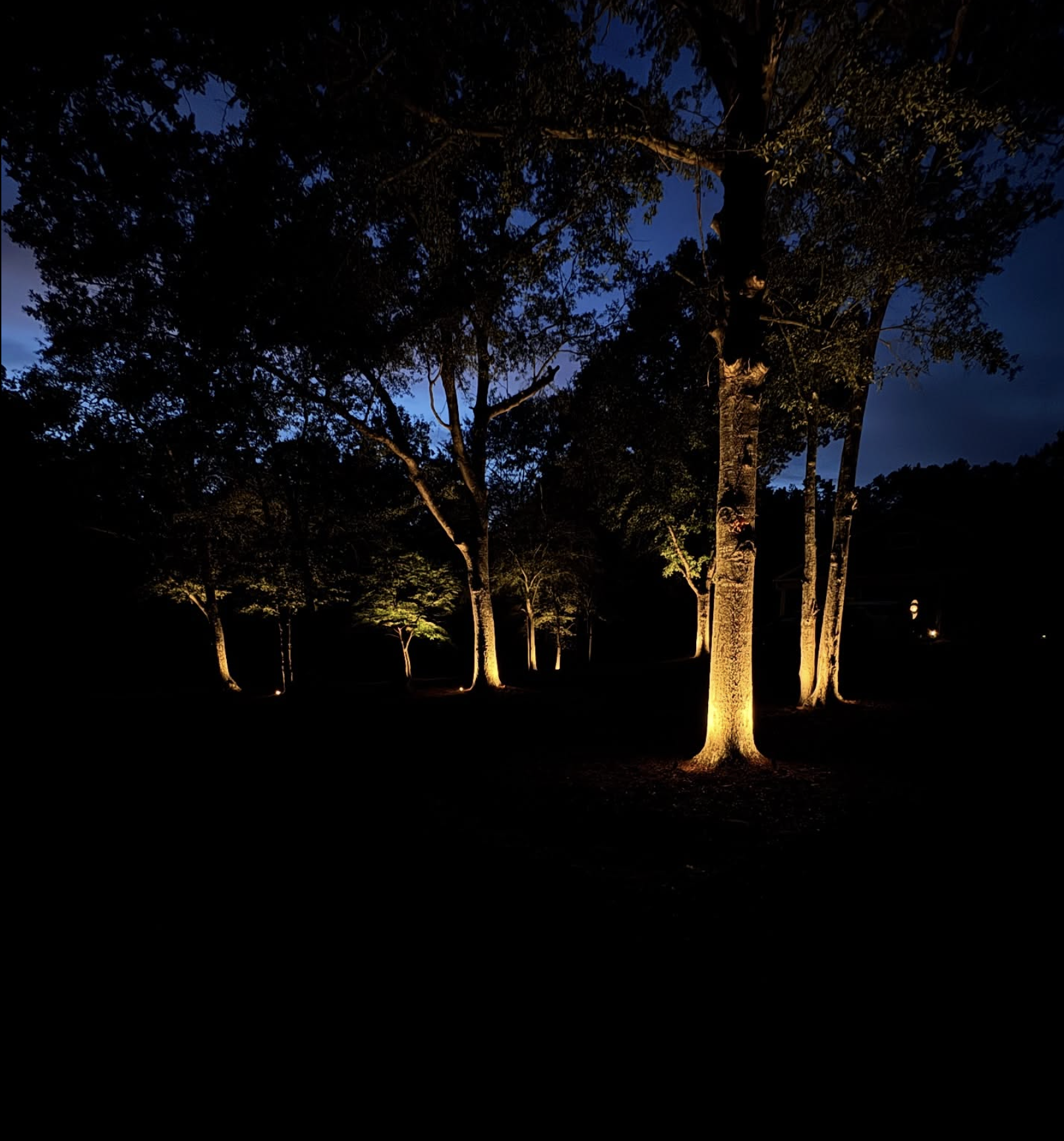 Wooded Landscape Tree Uplighting Dramatic tree uplighting in wooded landscape